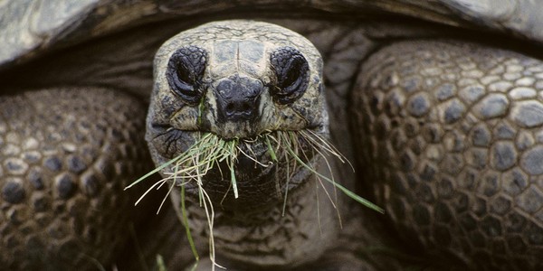 美國華府國家動物園內有一隻百歲巨型亞達伯拉象龜「艾力克斯」，但牠因為「有大量液體在龜殼內，心臟和其他器官周圍都有」，所以獸醫試圖將液體去除，但是卻發現情況惡化，於是決定於7日在園內進行安樂死，享年100歲。亞達伯拉象龜的壽命在100-150年間，而艾力克斯是於1950年中來到華府動物園。（圖／翻攝自華府國家動物園官網）