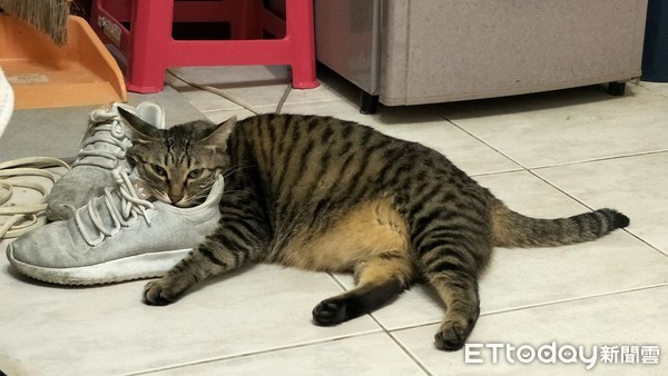貓咪愛聞鞋子。（圖／飼主游孟嫻提供）