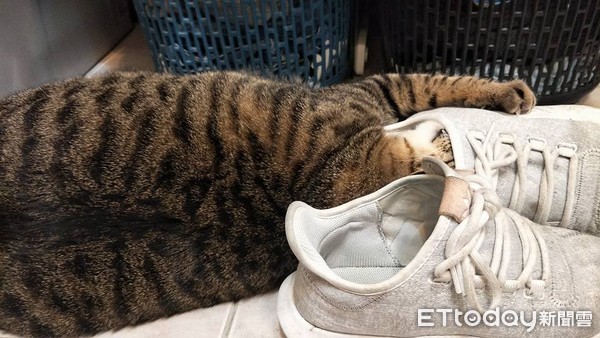 貓咪愛聞鞋子。（圖／飼主游孟嫻提供）