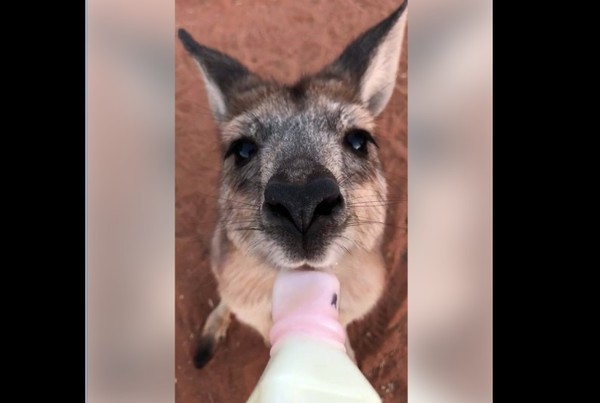 袋鼠寶寶喝奶。（圖／翻攝自The Kangaroo Sanctuary Alice Springs）