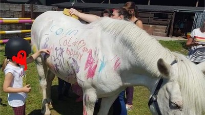 兒童生日趴「把活馬當畫布」亂塗鴉　派對公司堅稱：動物都沒受傷啊