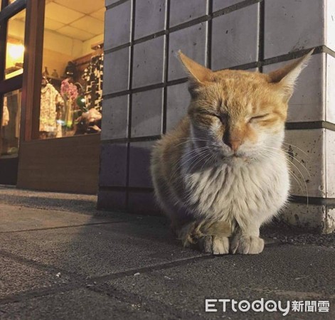 ▲媽每天邊化妝邊餵罐　「素顏→完妝」腎衰竭小橘白也乖乖吃飽。（圖／飼主Nio Nio提供）