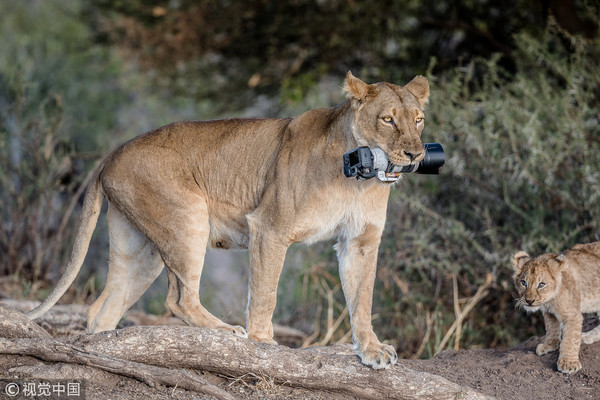 ▲▼芭芭拉（Barbara Jensen Vorster）的相機被母獅子撿走，還叼去給小獅子們玩。（圖／CFP）