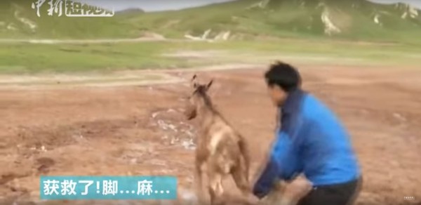 ▲▼ 西藏野驢,索南丹增,泥沼,3壯漢。（圖／翻攝自Youtube CHINA NEWS視頻）