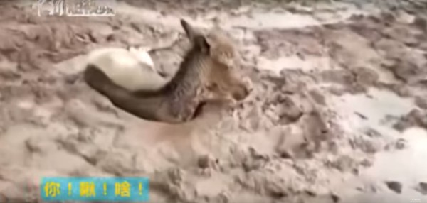 ▲▼ 西藏野驢,索南丹增,泥沼,3壯漢。（圖／翻攝自Youtube CHINA NEWS視頻）