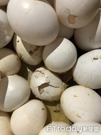 ▲黑心蛋商利用假日處理臭蛋，仍難逃檢調查緝。（圖／桃園衛生局提供）