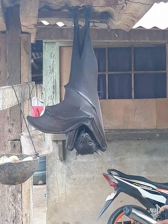 ▲▼巨蝙蝠倒掛金鉤睡覺，網：阿嬤養的。（圖／翻攝爆廢）