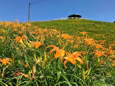 太麻里金針花季「賞花專車」8/10開跑