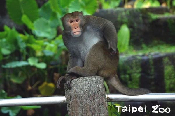 ▲▼ 「金莎」完勝野生獼猴~母性堅強官方認證。（圖／翻攝台北市立動物園）