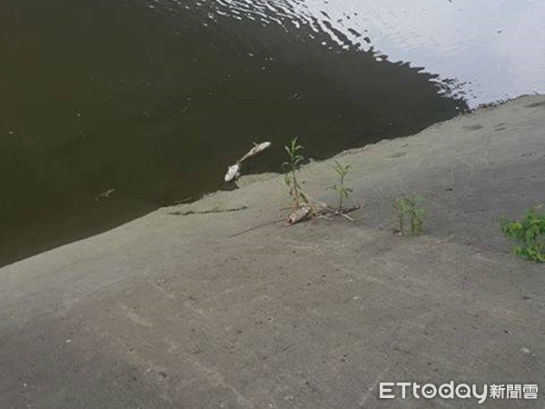 ▲淡水河出現大量死魚。（圖／民眾吳家偉提供）