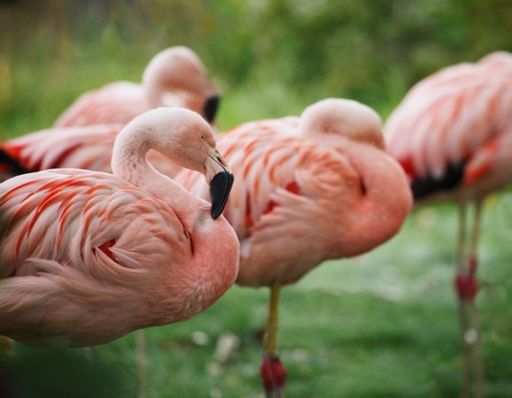 ▲▼英國格洛斯特郡濕地野生動物保護區六隻安第斯火烈鳥因連日高溫睽違15年再度誕下無精蛋。（圖／達志影像／newscom）