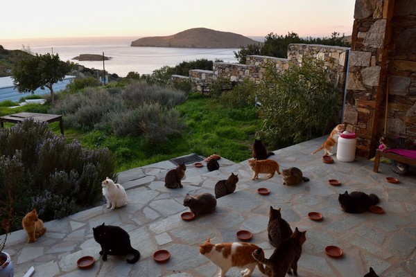 當個貓奴還有錢拿？希臘羅斯島（Syros Island）一間「貓咪庇護所」近日貼出一項徵人啟事，短短時間內就吸引大量人潮投遞履歷，因為它的工作內容就是「照顧貓咪」；不僅如此，公司給的福利還相當好，除了有車開外，還能住在「在愛琴海旁的別墅中」。（圖／翻攝自God`s Little People Cat Rescue臉書粉專）