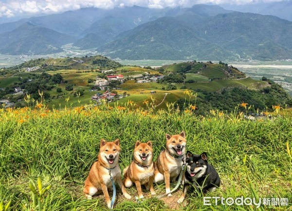 ▲4柴柴圍桌邊逼視「香噴大雞腿」　爸爸吞不下去...壓力好大（圖／網友郭沅瑾提供，請勿隨意翻拍，以免侵權。）