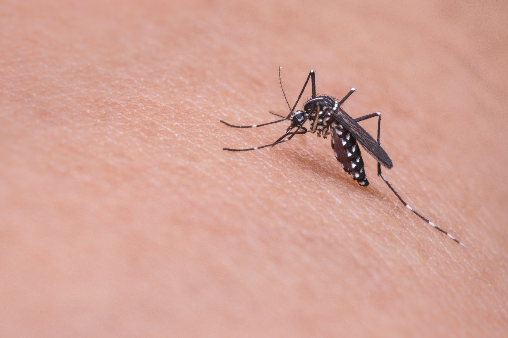 科学家要对蚊子进行改造