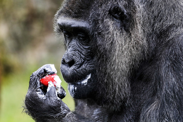 德國柏林動物園裡有一隻大猩猩法圖（Fatou），牠於13日度過61歲生日，是歐洲最老的大猩猩。而園方也在他生日那天準備了一塊超大的生日蛋糕，法圖也整塊拿起來吃，相當開心。（圖／達志影像／美聯社）