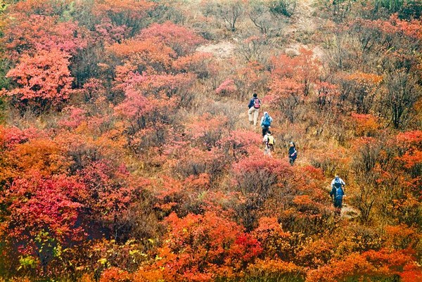 ▲山東秋天▼（圖／喜鴻假期提供）