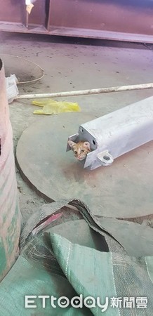 小貓卡鐵管。（圖／網友安迪提供）