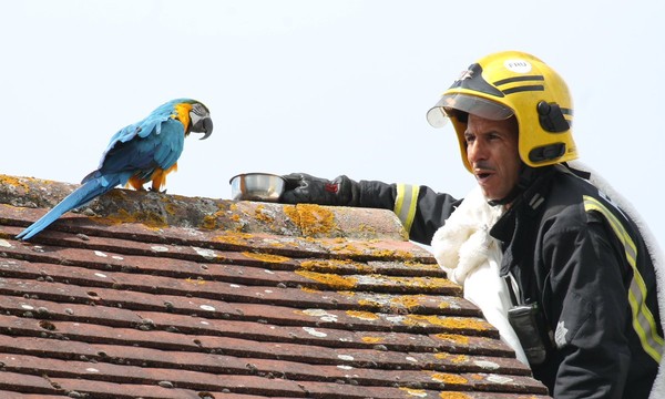 ▲▼英國一隻鸚鵡對來救牠的消防員飆髒話。（圖／翻攝自推特／@LondonFire）