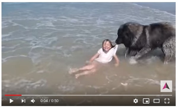窩心大狗擔心小主人被浪沖　奮力衝進海裡「救人」。（圖／翻攝自Trending Students的YouTube）