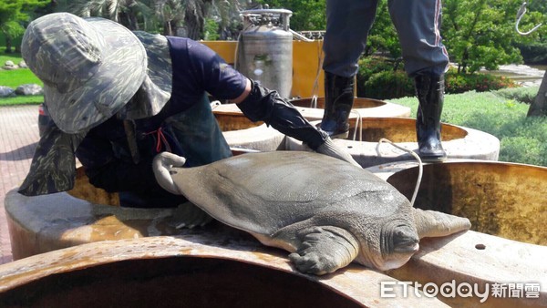 ▲二級保育動物藏水池！豐樂公園清淤工程　驚見37公斤「鼋」（圖／由「台中市政府建設局」授權提供）