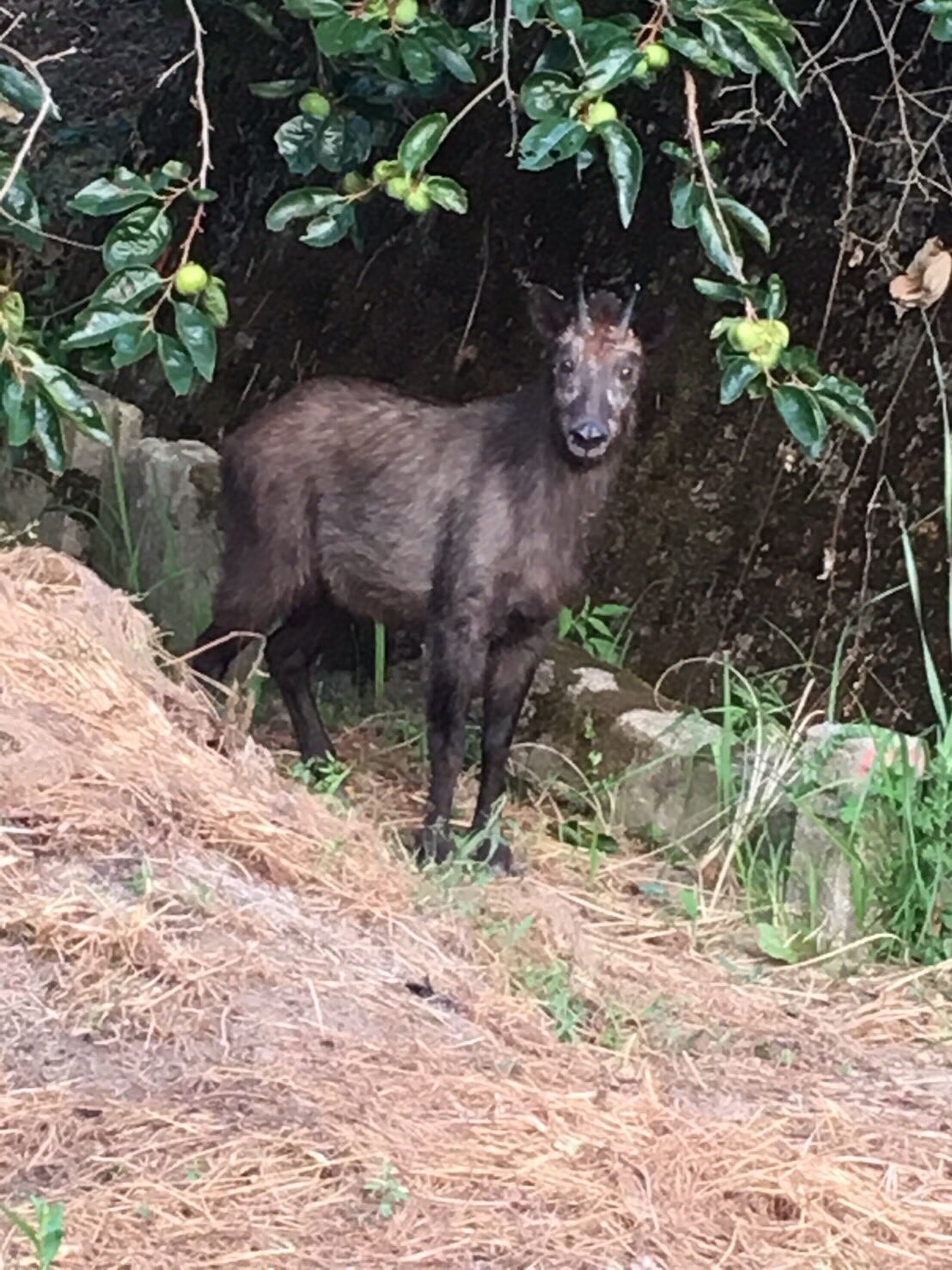 ▲▼ 民眾捕獲野生羚羊。（圖／翻攝自Twitter）