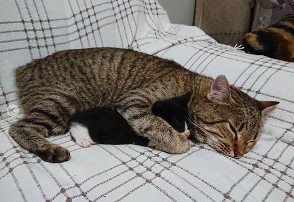 ▲中途貓看到「孤兒小喵」就想幫忙帶　抱懷裡樂當新媽。（圖／翻攝自Instagram @happycatfamily）