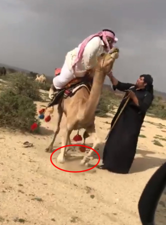 ▲胖男硬騎！駱駝勉強站起「細腿秒軟」　他直接滾落還被踩一腳。（圖／翻攝自Facebook／Khalid Al-Amri）