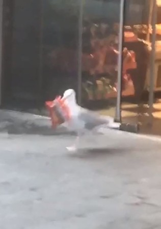 小海鷗偷2包薯片，踩快樂腳逃逸。（圖／翻攝自Facebook／LADbible）