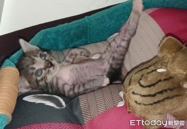 ▲美腿貓喝完奶...睡前性感垂直80度　媽笑：果然是我奶大孩子。（圖／網友陳瑩薇提供，請勿隨意翻拍，以免侵權。）