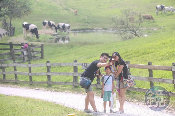 牧場綠草如茵、牛隻悠閒覓食，吸引不少親子旅客造訪。