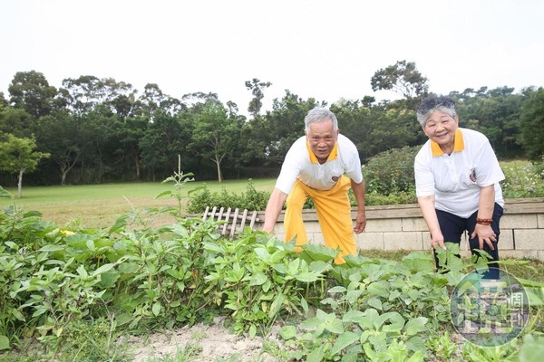 今年78歲的吳敦瑤（左）與妻子吳孫碧珠（右）活到老學到老，兩人把在國外學到的自然農法引進牧場，規劃食農教育體驗課程。