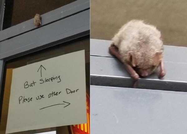▲小小白毛球掛門上　好心人貼紙條「蝙蝠在睡覺，請改道」。（圖／IG @9gag）