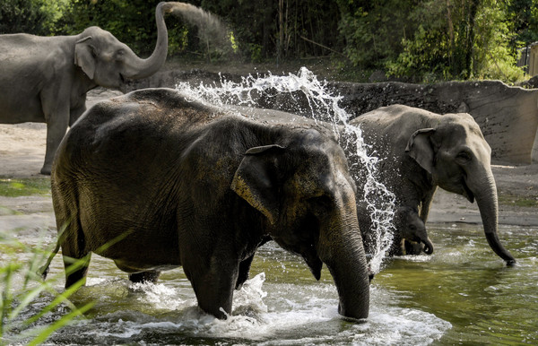 ▲▼ 大象,德國,漢堡,哈根貝克動物園,印度大象（Elephas maximus indicus）。（圖／達志影像／美聯社）