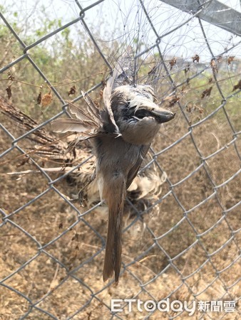 環頸雉、紅尾伯勞觸鳥網慘死。（圖／保七總隊第七大隊提供）