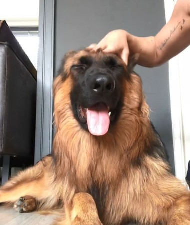 馬麻離開10分鐘...狼犬激動飛撲。（圖／翻攝自Instagram用戶「dex_the_gsd_」）