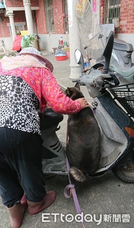 ▲載我去買肉肉！汪汪硬擠上阿嬤機車　「就地入定」哄不下來。（圖／有點毛毛的／張招敏提供）