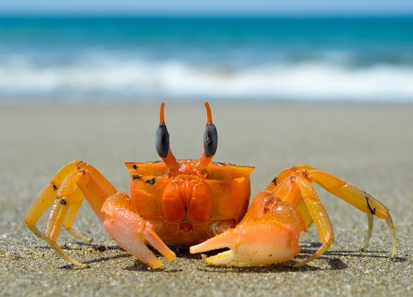 ▲螃蟹,海邊,沙灘,海浪,巨蟹座。（圖／取自免費圖庫Pixabay）