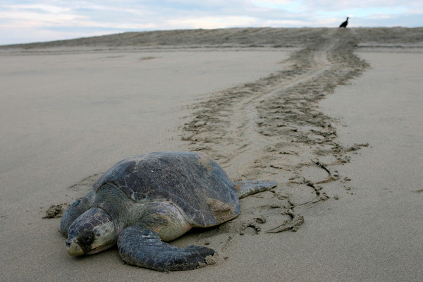 ▲大量海龜陳屍在墨西哥海灘。（圖／路透社）