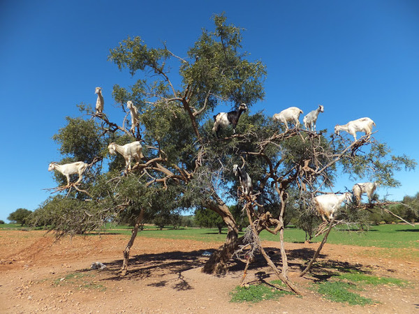 ▲北非摩洛哥山羊上樹。（圖／Weithenn Wang提供）
