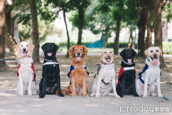 ▲ 惠光導盲犬學校分享導盲犬在台灣成長過。（圖／惠光導盲犬學校提供）