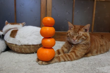 貓叔家族拜年花招不斷，頂橘子功力又進階。(圖／かご猫　Ｂｌｏｇ)