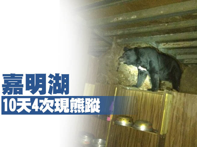 影 覓食身影曝光 嘉明湖10天4次現熊蹤林管處 封山15天 Ettoday寵物雲 Ettoday新聞雲