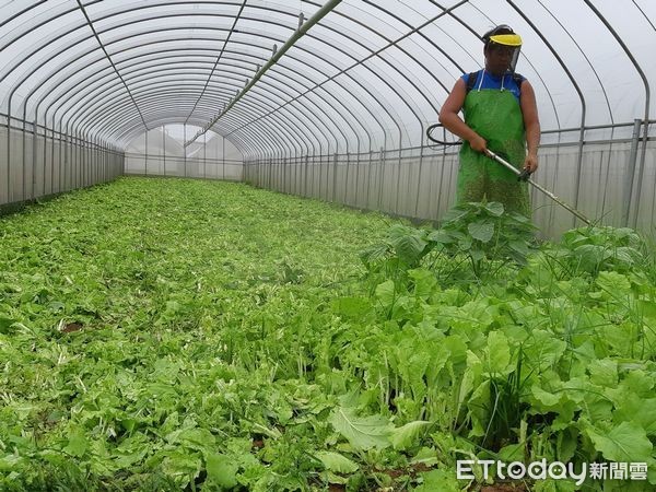 ▲楊朝偉爆料，青農有機蔬菜滯銷，只好把菜送去餵魚。（圖／楊朝偉提供）