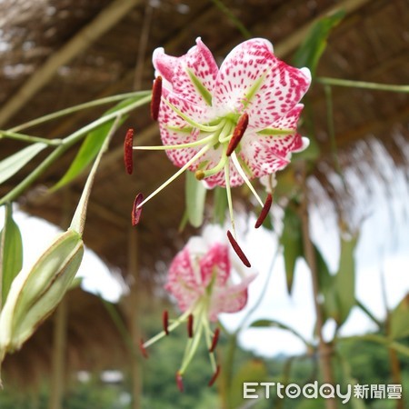 ▲ 平溪紫東栽「豔紅鹿子百合」 原鄉光景重現。（圖／記者郭世賢翻攝）