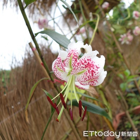 ▲ 平溪紫東栽「豔紅鹿子百合」 原鄉光景重現。（圖／記者郭世賢翻攝）