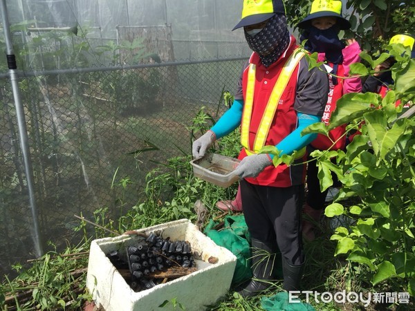 ▲▼衛生人員於台中大里菜園發現帶有孑孓的陽性容器。（圖／記者洪巧藍攝）