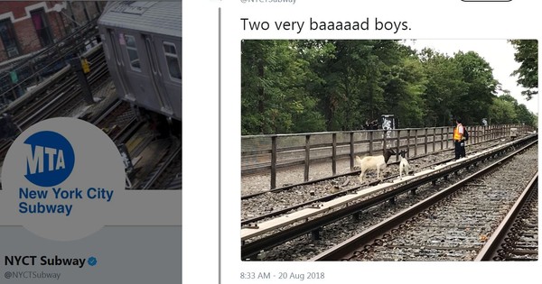 ▲▼紐約市布魯克林N線日落公園區段日前被發現有兩隻山羊杵在鐵軌不走。（圖／翻攝自NYCT Subway Twitter）