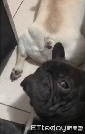 聽到噗噗噗嚇醒，法鬥委屈臉望媽。（圖／有點毛毛的／飼主陳莓莓提供，下同）