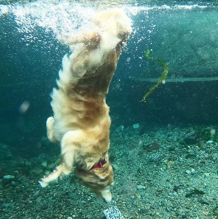 阿金潛水30秒尋寶　網：工讀生出來（圖／翻攝自日本Instagram用戶「akikoujill」）