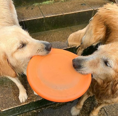 阿金潛水30秒尋寶　網：工讀生出來（圖／翻攝自日本Instagram用戶「akikoujill」）